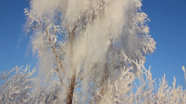 Hermoso árbol de invierno de hielo y nieve cayendo — Vídeo de stock