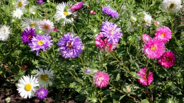 Fleurs d'aster — Video