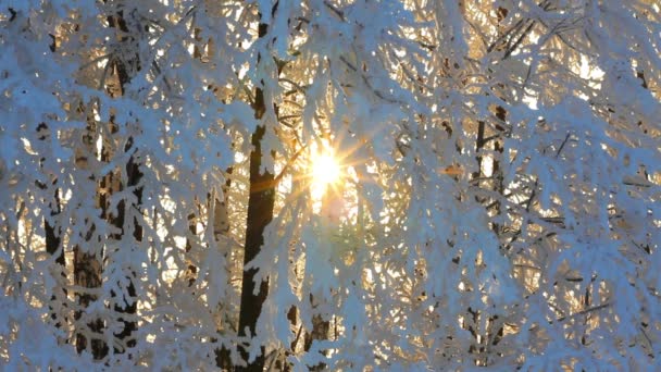 Invierno bosque de abedul congelado en la luz de la mañana — Vídeo de stock