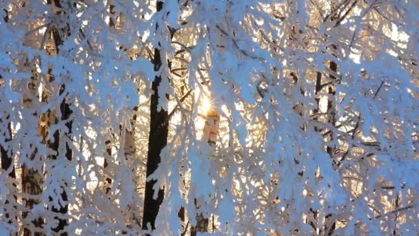 Winter bevroren berk bossen en zon stijgen — Stockvideo