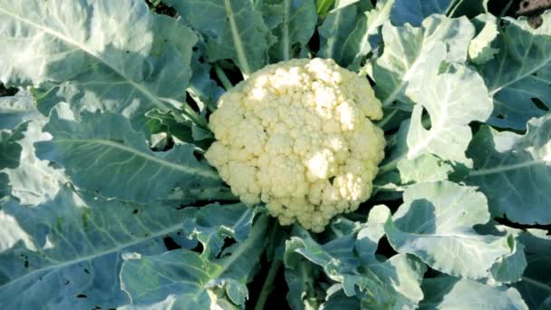 Cauliflower in garden — Stock Video