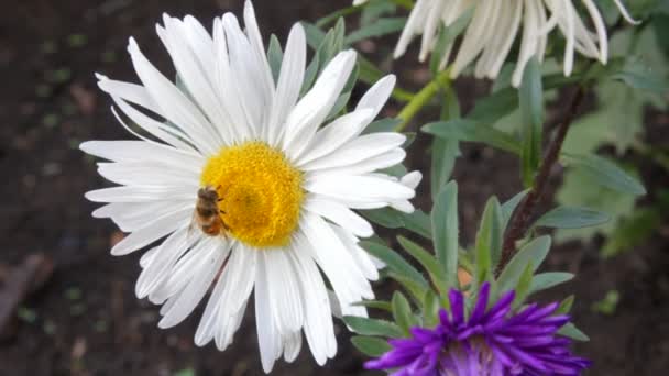 Bee on aster flower — Stock Video