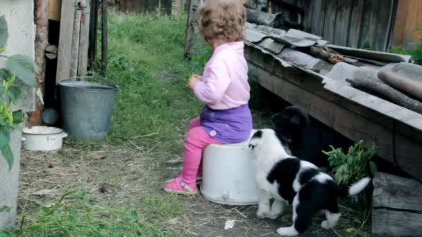 Малыш играет с щенками — стоковое видео