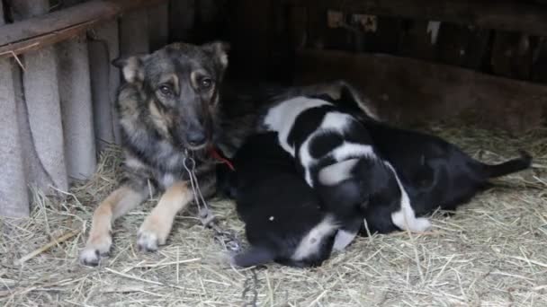 Щенки сосут молоко у собаки-матери — стоковое видео