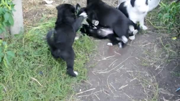 Маленькие щенки играют — стоковое видео