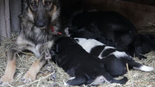 Cachorros chupando leche de una perra madre — Vídeo de stock