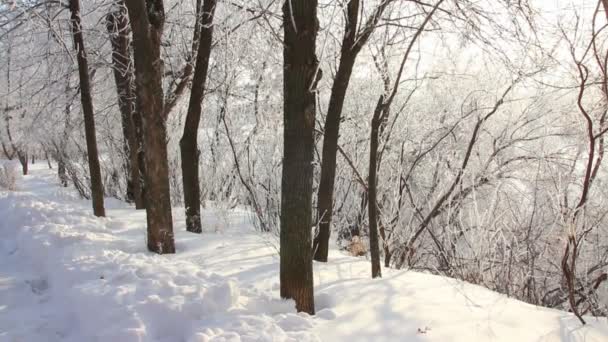 Зимний парк — стоковое видео