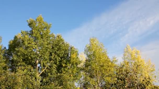 Autumn poplar trees in wind under blue sky — Stock Video