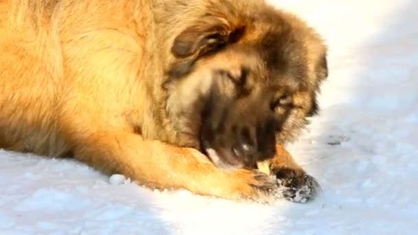 Собака ест кости зимой — стоковое видео