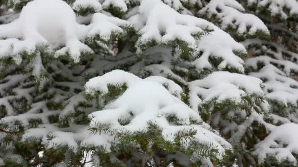 大雪覆盖的冷杉和雪 — 图库视频影像