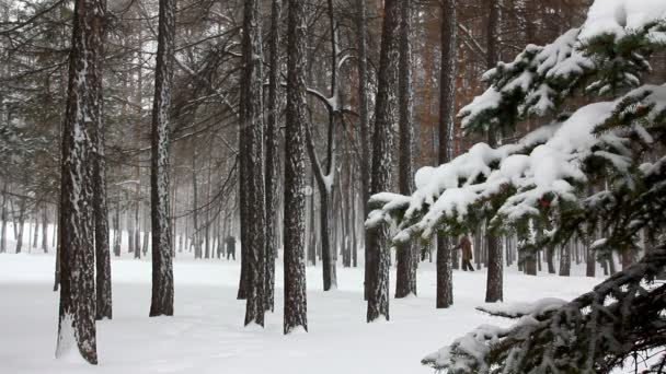 Snöfall i vinterskogen — Stockvideo