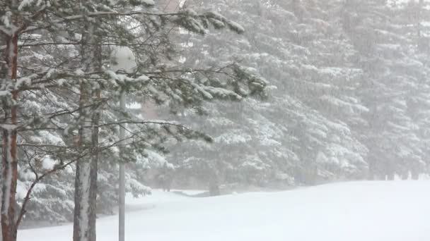 在冬季公园降雪 — 图库视频影像