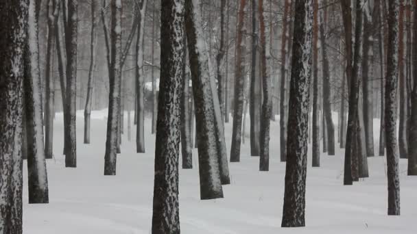 Χιονόπτωση σε χειμερινά δάση — Αρχείο Βίντεο