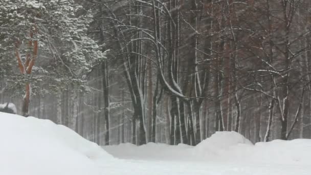 Queda de neve no parque de inverno — Vídeo de Stock