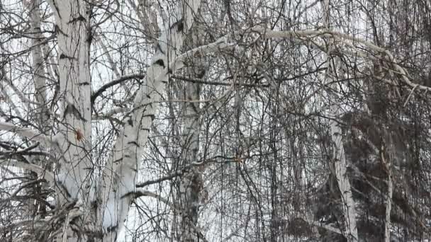 Kış huş ağacı ve kar — Stok video