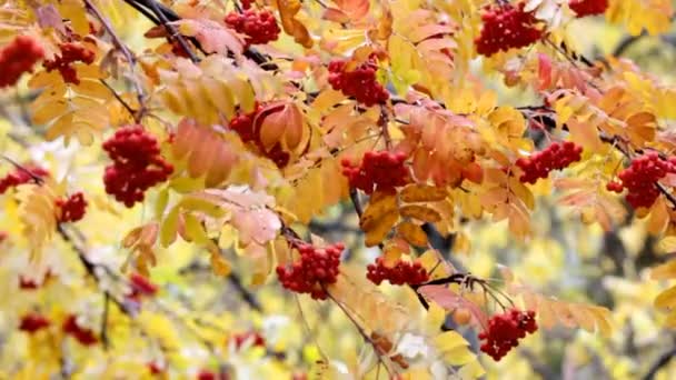 Arándano rojo - otoño — Vídeo de stock