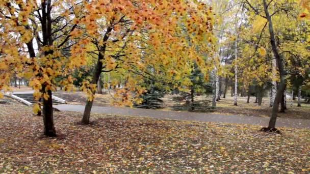 Jesienny park — Wideo stockowe