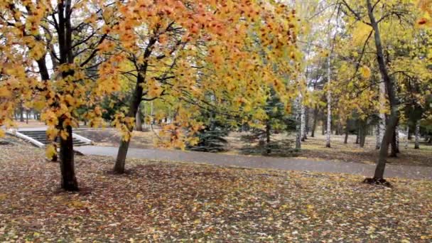 Parque de otoño — Vídeo de stock