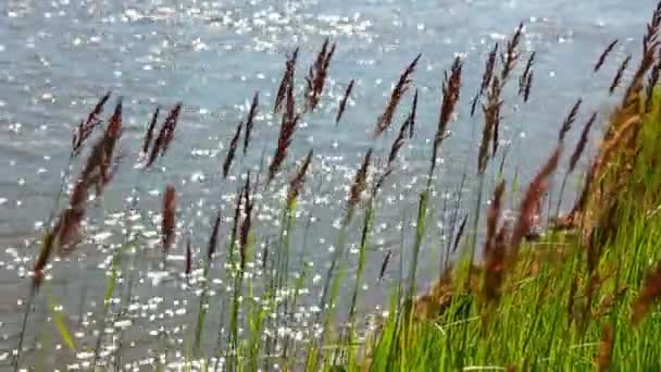 Hierba verde a orillas del río en el viento — Vídeos de Stock