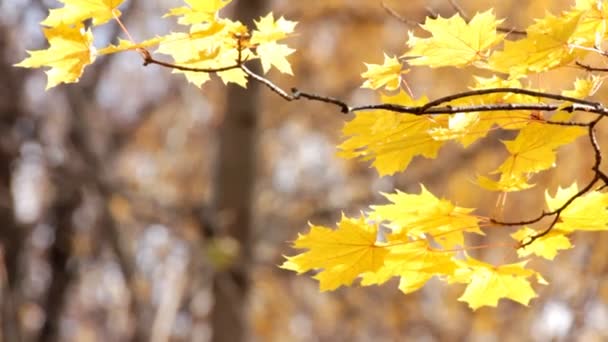 Otoño hojas de arce amarillo brillante a la luz del sol — Vídeo de stock