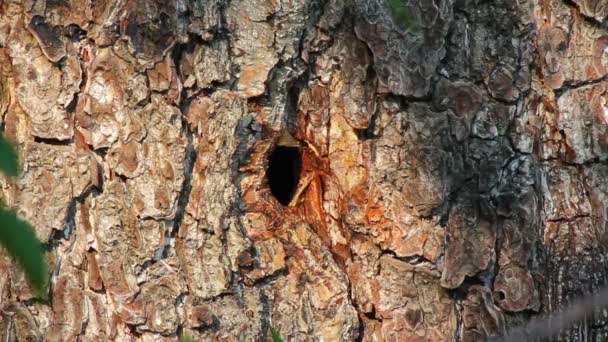 Nido de avispas en hueco de árbol - timelapse — Vídeo de stock
