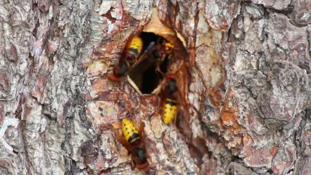 Hornet's nest in boom holle - timelapse — Stockvideo