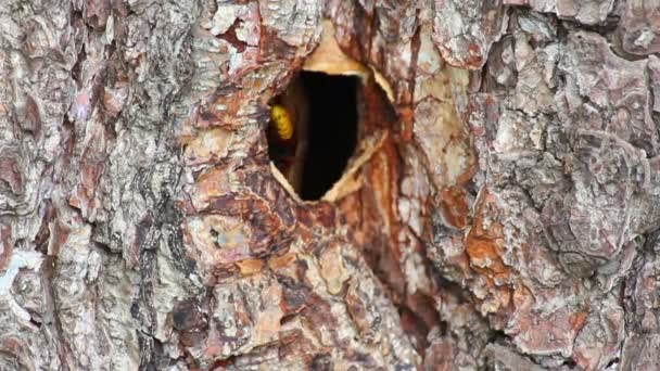 Nido de avispas en hueco de árbol — Vídeo de stock
