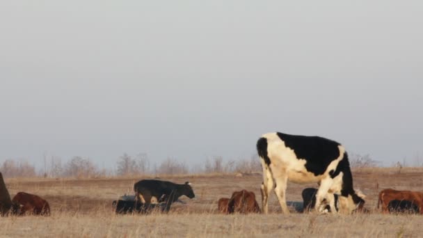 Kühe auf herbstlicher Trockenweide - Bauernhofszene — Stockvideo