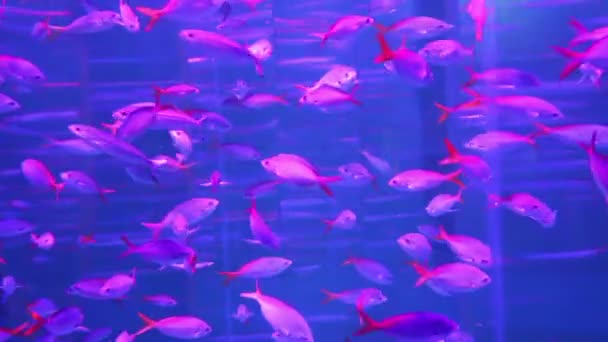 School of red fish in aquarium — Stock Video