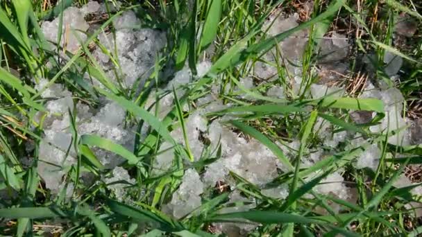 Green grass and melting snow - timelapse — Stock Video