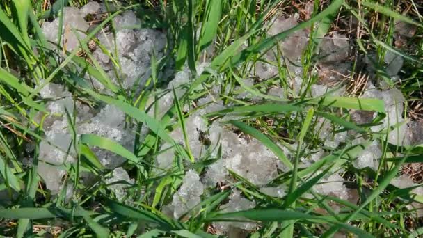 Зелёная трава и тающий снег - временной промежуток — стоковое видео