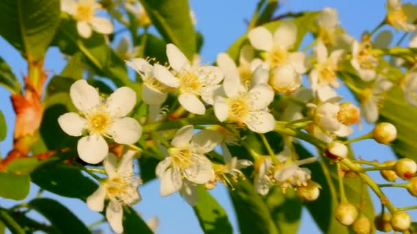 Bird cherry tree flowers — Stock Video