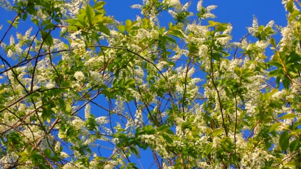 Blossom bird cherry tree branches — Stock Video