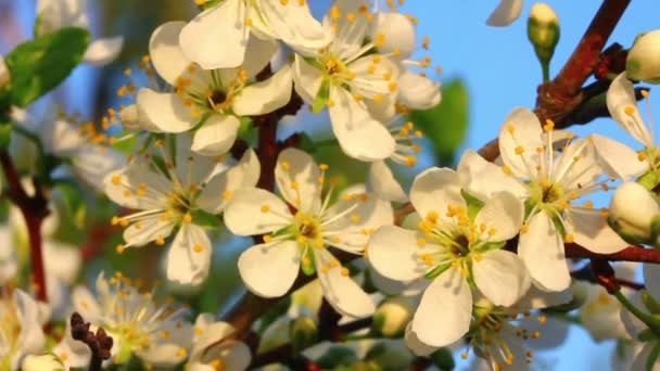 Vogel Kirschbaum Blumen — Stockvideo