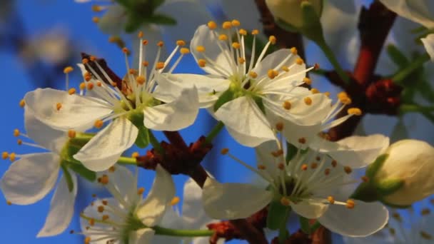 Bird cherry tree flowers — Stock Video