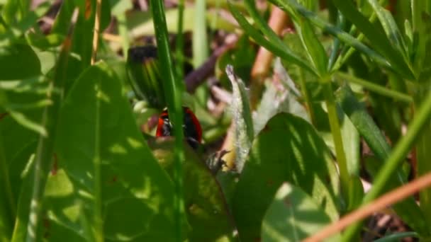 Fliegender Marienkäfer — Stockvideo