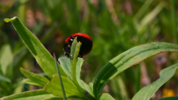 Coccinella volante — Video Stock