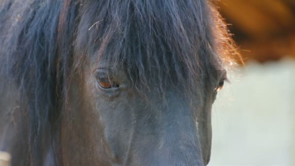 Horse eyes — Stock Video