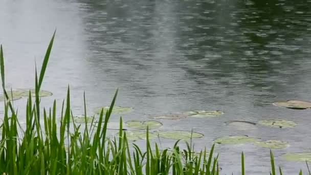 ฝนตกบนทะเลสาบ — วีดีโอสต็อก