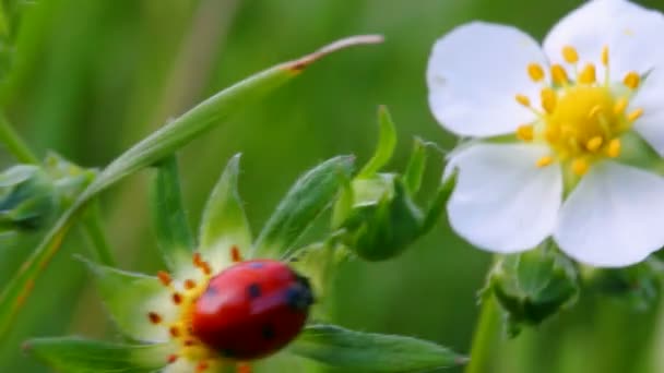 Ladybug на цветок — стоковое видео