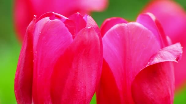 Tulipanes rosados — Vídeo de stock