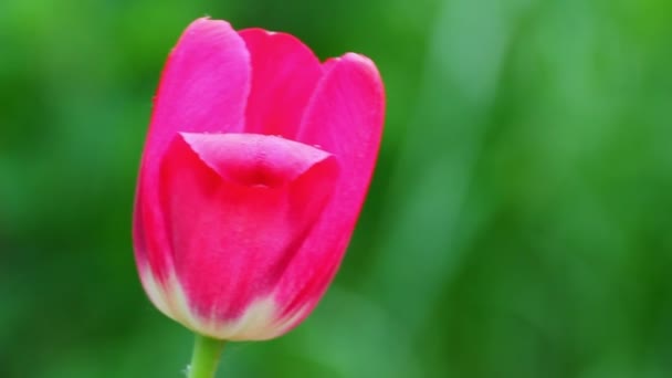 Розовый тюльпан — стоковое видео
