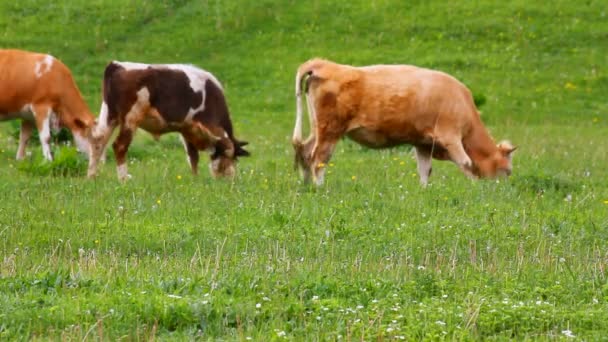 Troupeau de vaches sur pâturage — Video