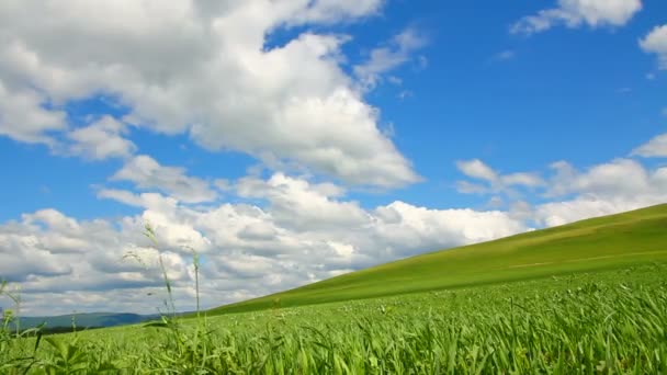 Colline verte avec herbe sous le ciel nuageux — Video