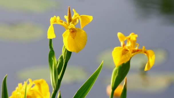 Lirios de flor en el lago — Vídeo de stock