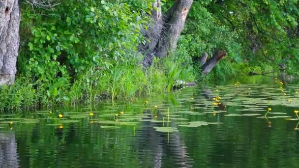 Lago de verano en el bosque — Vídeos de Stock