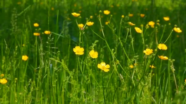 Flores de manteca en el prado de verano — Vídeo de stock