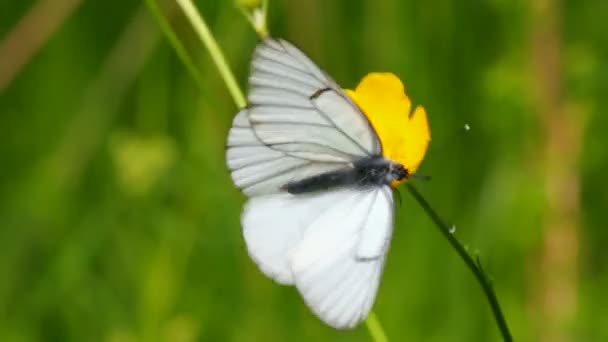 Vit fjäril på gula blommor - aporia crataegi — Stockvideo