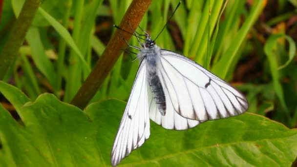 Mariposa blanca sobre hoja verde macro - aporia crataegi — Vídeo de stock