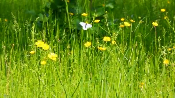 Белая бабочка на желтых цветах - апория кратаэги — стоковое видео